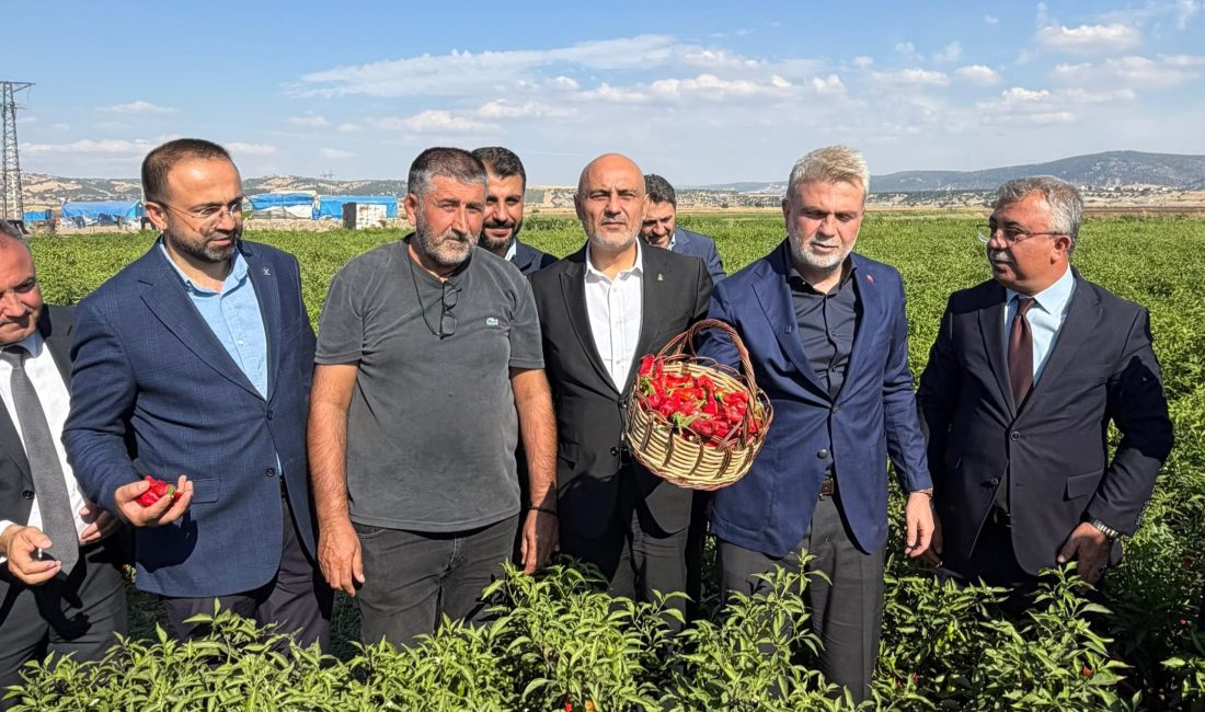 Hasat programında açıklamalarda bulunan Başkan Fırat Görgel, Maraş biberinin hem